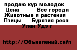 продаю кур молодок. › Цена ­ 320 - Все города Животные и растения » Птицы   . Бурятия респ.,Улан-Удэ г.